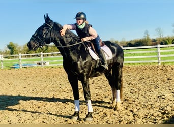 Caballo de deporte irlandés, Caballo castrado, 4 años, 170 cm, Negro