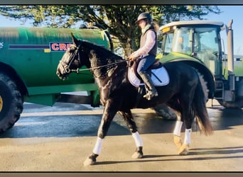 Caballo de deporte irlandés, Caballo castrado, 4 años, 170 cm, Negro