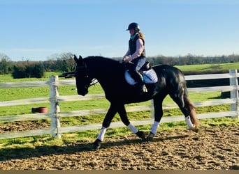 Caballo de deporte irlandés, Caballo castrado, 4 años, 170 cm, Negro