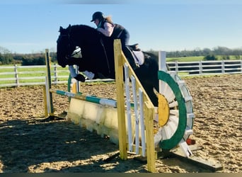 Caballo de deporte irlandés, Caballo castrado, 4 años, 170 cm, Negro