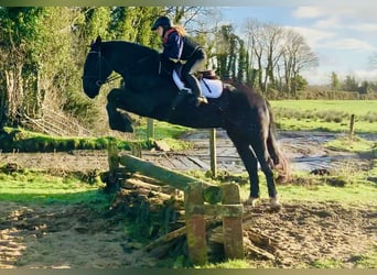 Caballo de deporte irlandés, Caballo castrado, 4 años, 170 cm, Negro