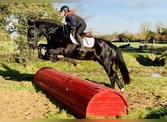 Caballo de deporte irlandés, Caballo castrado, 4 años, 170 cm, Negro