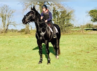 Caballo de deporte irlandés, Caballo castrado, 4 años, 170 cm, Negro