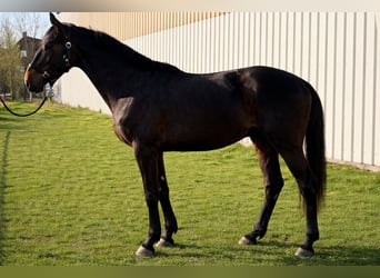 Caballo de deporte irlandés, Caballo castrado, 4 años, 170 cm, Negro