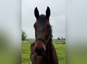 Caballo de deporte irlandés, Caballo castrado, 4 años, 170 cm, Negro