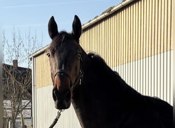 Caballo de deporte irlandés, Caballo castrado, 4 años, 170 cm, Negro