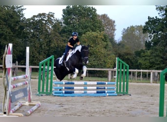 Caballo de deporte irlandés, Caballo castrado, 4 años, 170 cm, Pío