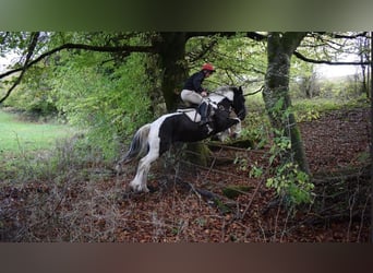 Caballo de deporte irlandés, Caballo castrado, 4 años, 170 cm, Pío