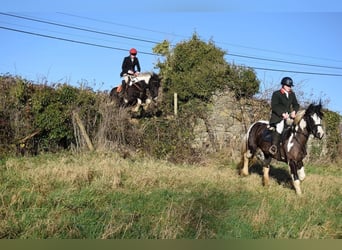 Caballo de deporte irlandés, Caballo castrado, 4 años, 170 cm, Pío