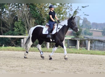 Caballo de deporte irlandés, Caballo castrado, 4 años, 170 cm, Pío