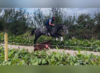 Caballo de deporte irlandés, Caballo castrado, 4 años, 170 cm, Tordo