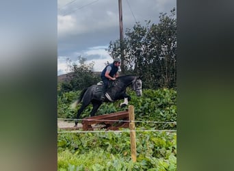 Caballo de deporte irlandés, Caballo castrado, 4 años, 170 cm, Tordo