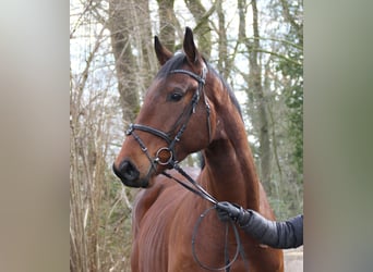 Caballo de deporte irlandés, Caballo castrado, 4 años, 171 cm, Castaño