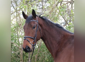 Caballo de deporte irlandés, Caballo castrado, 4 años, 171 cm, Castaño