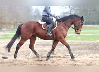 Caballo de deporte irlandés Mestizo, Caballo castrado, 4 años, 172 cm, Castaño oscuro