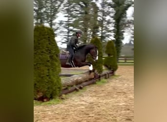 Caballo de deporte irlandés, Caballo castrado, 4 años, 173 cm, Castaño oscuro