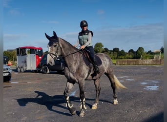 Caballo de deporte irlandés, Caballo castrado, 4 años, 173 cm, Tordo