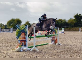 Caballo de deporte irlandés, Caballo castrado, 4 años, 173 cm, Tordo