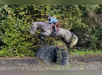 Caballo de deporte irlandés, Caballo castrado, 4 años, 173 cm, Tordo