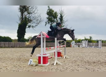 Caballo de deporte irlandés, Caballo castrado, 4 años, 173 cm, Tordo