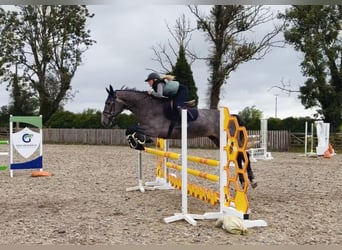 Caballo de deporte irlandés, Caballo castrado, 4 años, 173 cm, Tordo
