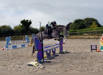 Caballo de deporte irlandés, Caballo castrado, 4 años, 173 cm, Tordo