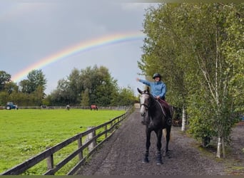 Caballo de deporte irlandés, Caballo castrado, 4 años, 173 cm, Tordo