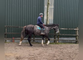 Caballo de deporte irlandés, Caballo castrado, 4 años, 173 cm, Tordo