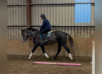 Caballo de deporte irlandés, Caballo castrado, 4 años, 173 cm, Tordo