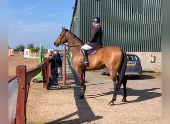 Caballo de deporte irlandés, Caballo castrado, 4 años, 175 cm, Castaño rojizo