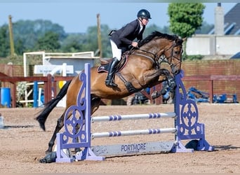 Caballo de deporte irlandés, Caballo castrado, 4 años, 175 cm, Castaño rojizo