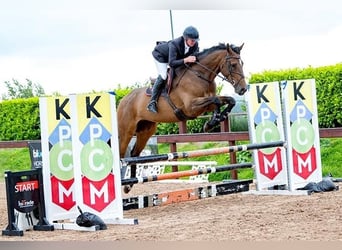 Caballo de deporte irlandés, Caballo castrado, 4 años, 175 cm, Castaño rojizo