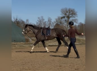 Caballo de deporte irlandés, Caballo castrado, 4 años, 180 cm