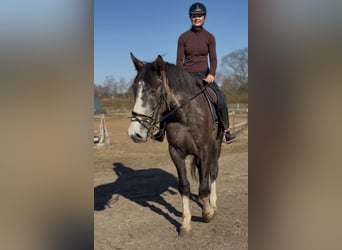 Caballo de deporte irlandés, Caballo castrado, 4 años, 180 cm