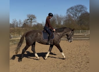 Caballo de deporte irlandés, Caballo castrado, 4 años, 180 cm
