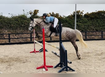 Caballo de deporte irlandés, Caballo castrado, 4 años, Tordo rodado