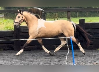 Caballo de deporte irlandés, Caballo castrado, 5 años, 148 cm, Bayo