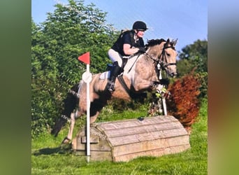 Caballo de deporte irlandés, Caballo castrado, 5 años, 148 cm, Bayo