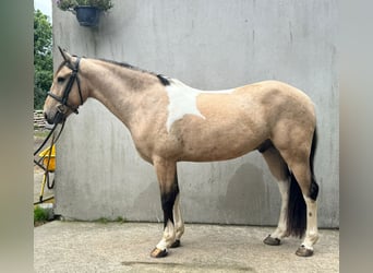 Caballo de deporte irlandés, Caballo castrado, 5 años, 148 cm, Bayo