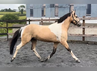 Caballo de deporte irlandés, Caballo castrado, 5 años, 148 cm, Bayo