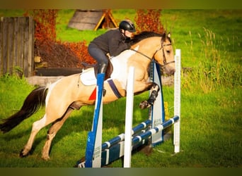 Caballo de deporte irlandés, Caballo castrado, 5 años, 148 cm, Bayo