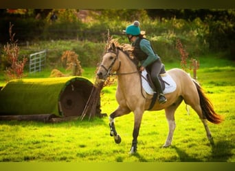 Caballo de deporte irlandés, Caballo castrado, 5 años, 148 cm, Bayo