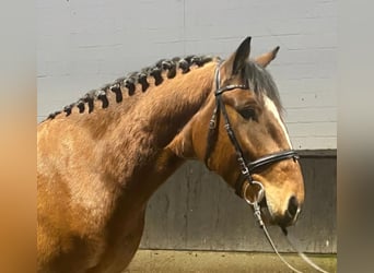 Caballo de deporte irlandés, Caballo castrado, 5 años, 150 cm, Castaño