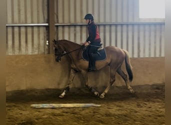 Caballo de deporte irlandés, Caballo castrado, 5 años, 153 cm, Alazán-tostado