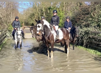 Caballo de deporte irlandés Mestizo, Caballo castrado, 5 años, 153 cm, Atigrado/Moteado