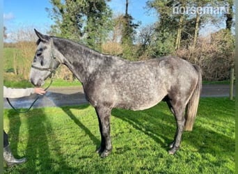 Caballo de deporte irlandés, Caballo castrado, 5 años, 157 cm, Tordo