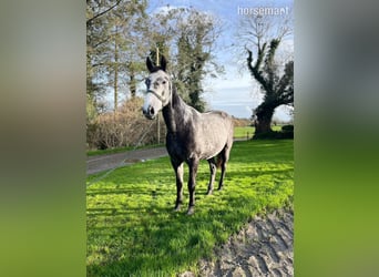 Caballo de deporte irlandés, Caballo castrado, 5 años, 157 cm, Tordo