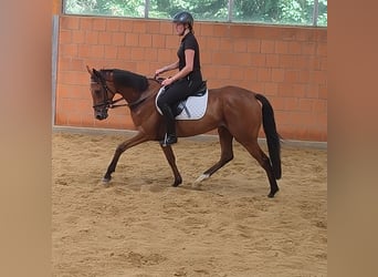 Caballo de deporte irlandés, Caballo castrado, 5 años, 158 cm, Castaño