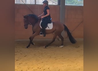 Caballo de deporte irlandés, Caballo castrado, 5 años, 158 cm, Castaño