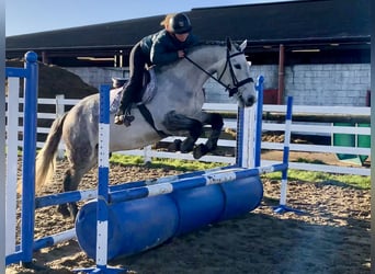 Caballo de deporte irlandés, Caballo castrado, 5 años, 158 cm, Tordo rodado